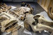 natuurmuseum brabant tilburg 1-2023 6119